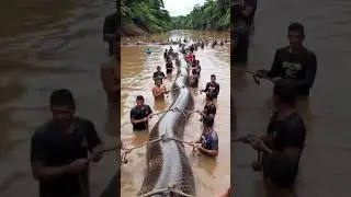 Sucuri de 12 metros encontrada no amazonas #shorts
