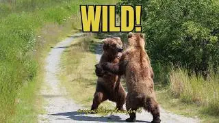 We Came to Katmai for the Bears — It Did Not Disappoint