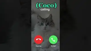 Coco is calling you #ytshorts #youtubeshorts #cat #shorts #viral