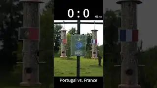 EM Orakel Portugal vs  Frankreich #EMorakel #Orakel #Tierorakel #Fussball #EM