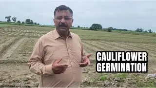 Cauliflower Nursery Germination & Field Update 🌱 | Healthy Seedlings