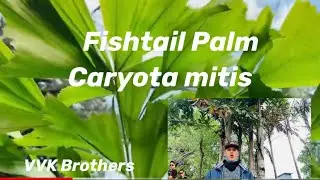 Fishtail palm/caryota mitis