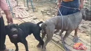 😱😱 ya kiy offer hai cane corso amrica Akita 😱😱