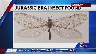 Jurassic-era insect found