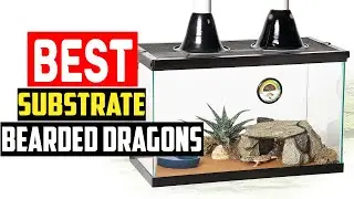 ✅Top 5 Best Substrate for Bearded Dragons in 2025