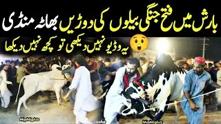last Night bhaata chok mandi - Dangerous Fateh jang bulls 2023 - bakra Mandi 2023 - Qurbani 2023