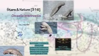 Irrawaddy Dolphin (rewind)