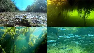 Underwater world. Ilovlya river - 3 hours. 2024. Volgograd region.
