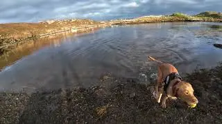 How to train your dog through play