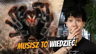Nie zabij swojego pająka! 7 NAJCZĘSTSZYCH błędów początkujących 🕷️🚫