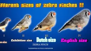 Zebra Finch Different Sizes | Common - Undersize - Exhibition - Dutch - English - Bahrain #viral