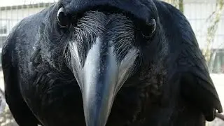 Ворона каркает во все воронье горло. А сыра нет... The crow croaks at the top of the crow's throat.