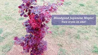 Japanese Maple has a secret!