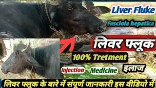 Bottle jaw/Liver Fluke Treatment inCattle / Buffalo || लिवर फ्लूक,पशुओं में बीमारी के लक्षण और बचाव/