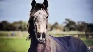 An Introduction: The Winged Horse Equine Welfare