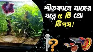 শীতকালে মাছের যত্নে করনীয় ৫টি টিপস! Aquarium Fish Care in Winter! Fish Keeping Bangla. #aquarium