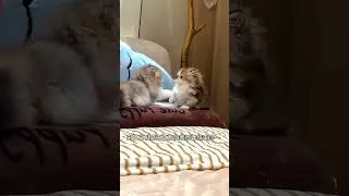 Tiny paws, big drama 🥊🐱