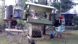 WNC Backyard Bird & Butterfly Buffet