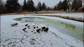 A Winter Miracle at the Pond