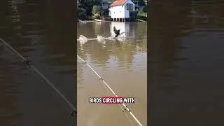 How to find Big Fish Consistently in Sydney Harbour 🎣🛶