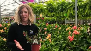 Cuphea Vermillionare, great for Hummingbirds! PG Plant Feature