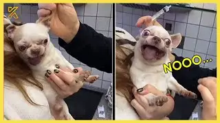 🐶 Dogs Who Totally Lose It at The Vet!  🤣 Cutest and Funniest Dog Reactions!