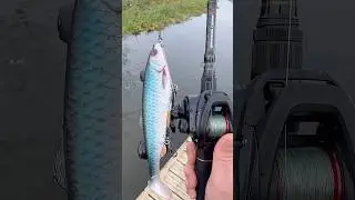 Predator Fishing Lure - Presentation 🎣#fishing #fishinglures #musky #pike #lurefishing