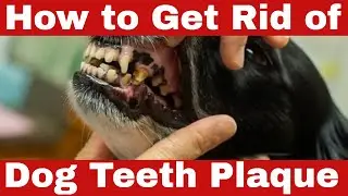 Vet Secrets: How to Get Rid of Dog Teeth Plaque in 5 Simple Steps!
