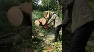 chainsaw cutting up a tree with 2PurpleSwitchs