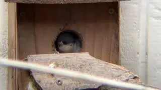 Violet green tree swallow babies - segment 2