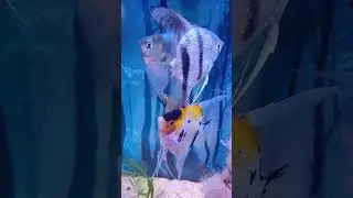 Simple Tank setup | Aquarium fish | Angelfish Tank setup idea💡 | #angelfish #plantedtank #aquarium