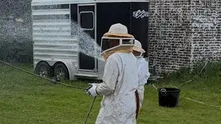 Three horses dead after bee attack near Comanche