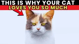Is Your Cat Suffering? The Hidden Signals 90% of Owners Miss