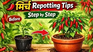  Best method kya h ?#repotting #Chili# plant #trending#video#yt