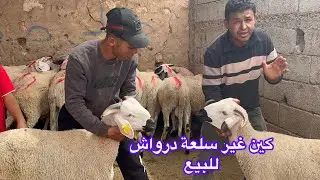 انا درويش وباغي ناس درواش 30 خروف بليغ العيد الاضحي بتاريخ التصوير 2024/5/25