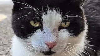 Calm Stray Cats | Peaceful Resting & Gentle Street Moments 🐱