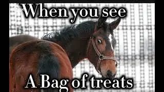 When a horse sees a bag of treats 
