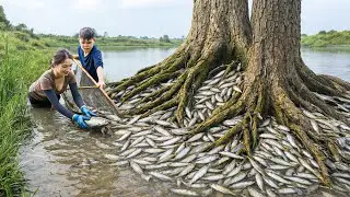 Harvesting Giant Swamp Fish, Salted Whole in Earthenware Jars | Traditional Vietnamese Sauce