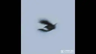 ASAP Mob - FYBR [First Year Being Rich] (Prod. MAAX)
