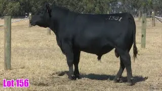 Lot 156 Te Mania Uroch U1361
