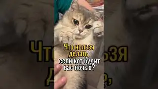 Что нельзя делать, если кот будит ночью? #cats