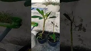 starlight plants in May garden.