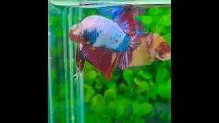 CUPANG KOI CANDY