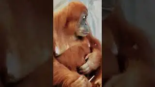 #orangutan #female #shortvideo