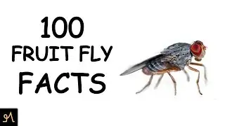 FRUIT FLY FACTS