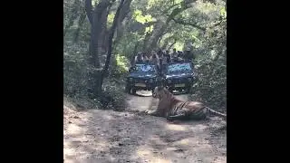 Tiger roar