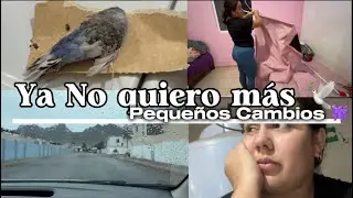 Se nos fueron 2 😭🕊️/ Pintamos la recámara de Ailyn 🫟/ mil veces lo intentaré 🏋️‍♀️