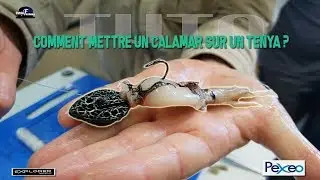 Comment mettre un calamar sur unTenya?