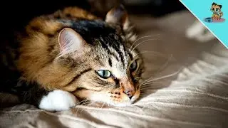 Does Your Cat Miss You When You Leave?