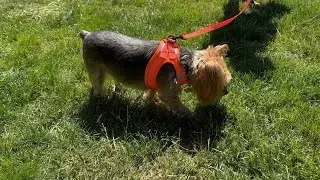 Dog Harness and Leash Set, No Pull Soft Mesh Puppy Harness for Small Medium Dogs, Cats